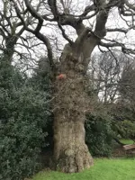 Bird House Pill Copy